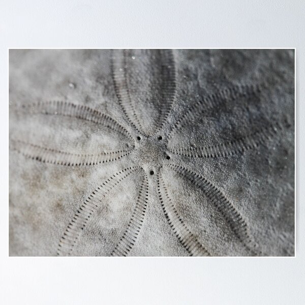 Item preview, Sand Dollar designed and sold by Gwenn Seemel.