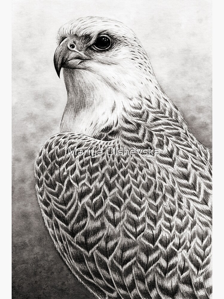 The Gyrfalcon by OzureFlame