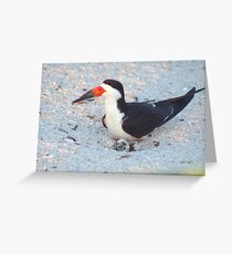 Black skimmer on its nest Greeting Card