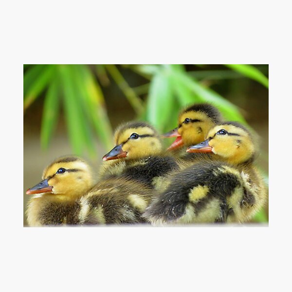 Duckling Quack-tette Photographic Print