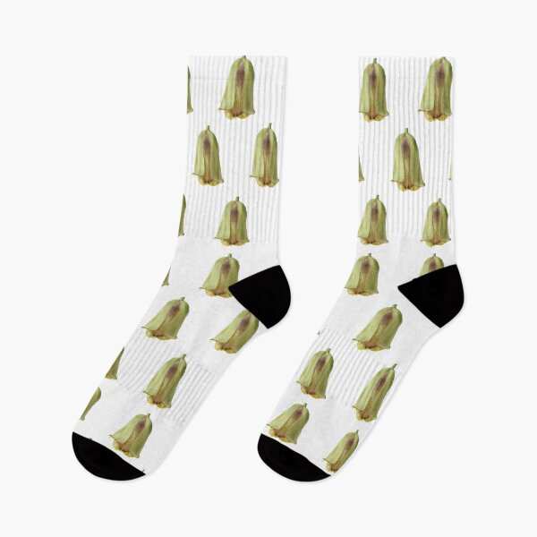 Item preview, Fritillaria acmopetala   AGM  Pointed-petal fritillary   designed and sold by Chris Burrows.