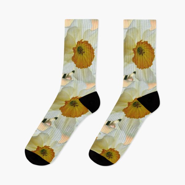 Item preview, Narcissus 'Sempre Avanti' Div. 2 Large-cupped Daffodil designed and sold by Chris Burrows.