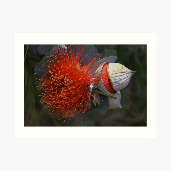 Eucalyptus macrocarpa Art Print