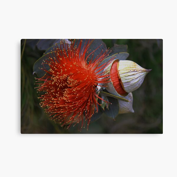 Eucalyptus macrocarpa Canvas Print