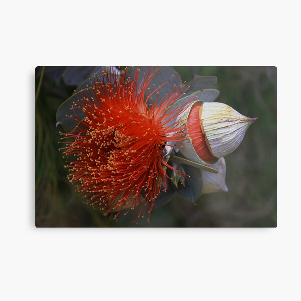 Eucalyptus macrocarpa Metal Print