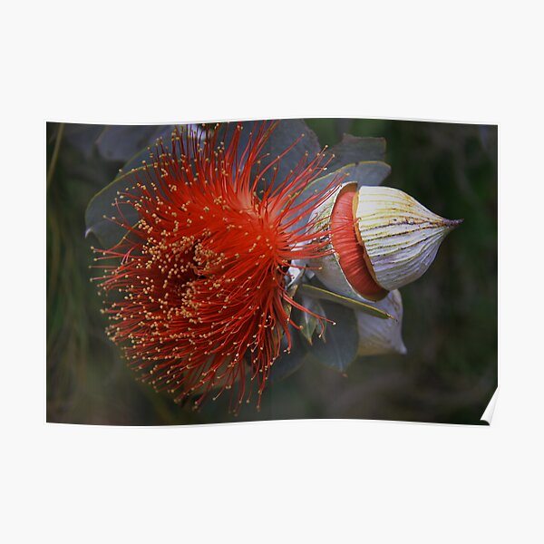 Eucalyptus macrocarpa Poster