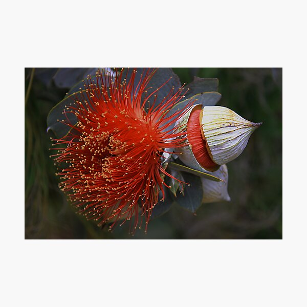 Eucalyptus macrocarpa Photographic Print