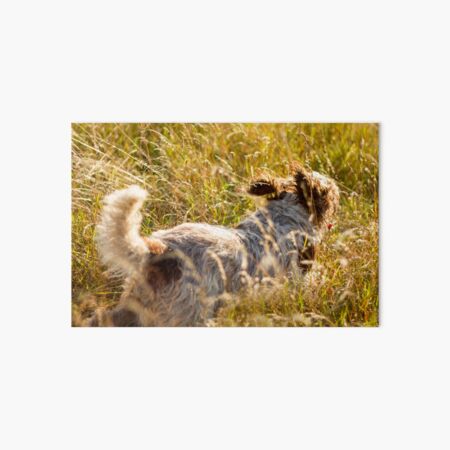Follow my tail Spinone Art Board Print