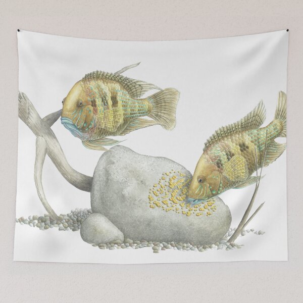 Item preview, Andinocara blombergi watercolor designed and sold by Dorian NOEL.