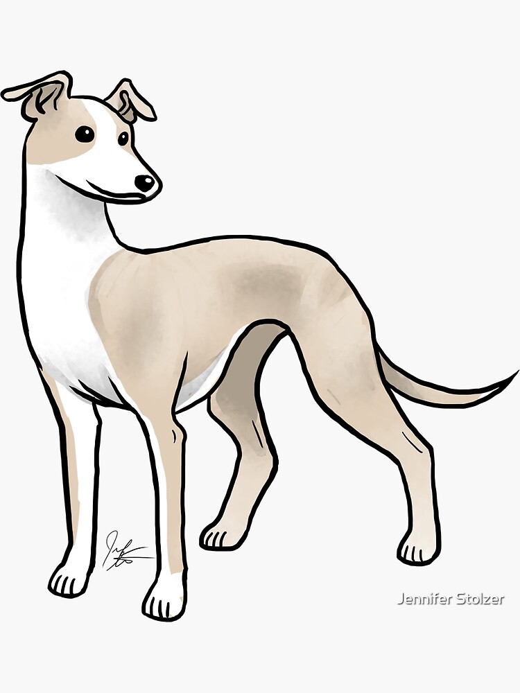 Whippet by jameson9101322