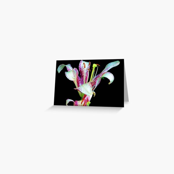 Beauty © Greeting Card