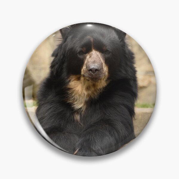 Item preview, Andean Bear at the National Zoo designed and sold by Zoo and Nature Photography by Karie.