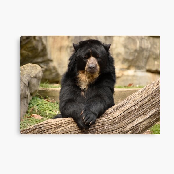 Andean Bear at the National Zoo Canvas Print