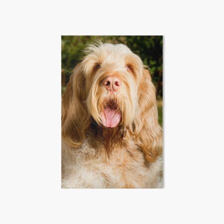 Lonesome for you Spinone Art Board Print