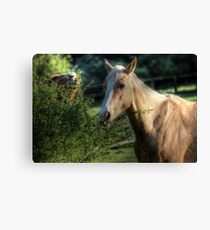 "Has anyone seen my idiot brother?" Canvas Print