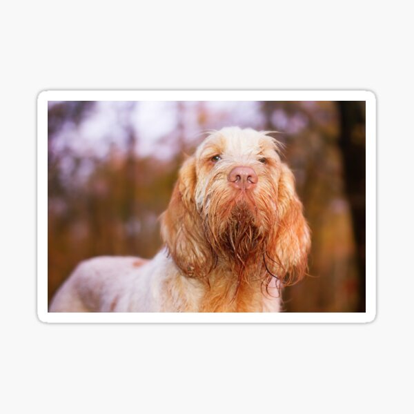 Look behind you Spinone Sticker