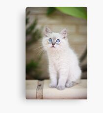 Kitten Canvas Print