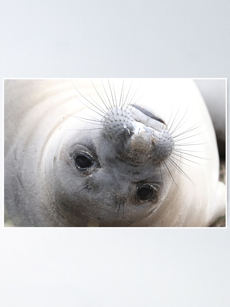 Baby Elephant Seal Poster By Nataliedowne Redbubble