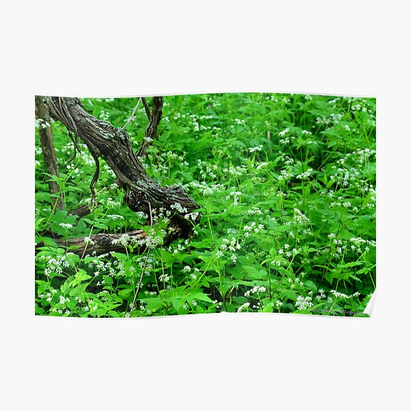 Woodland Still Life with Sweet Cicely Poster