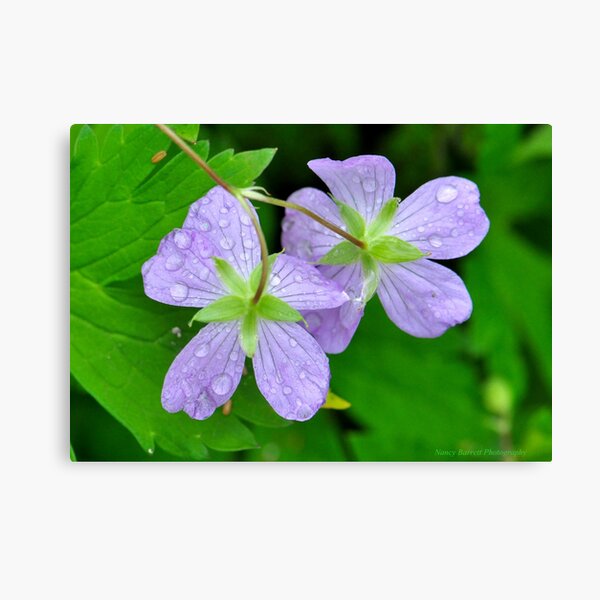 Wild Geranium Canvas Print