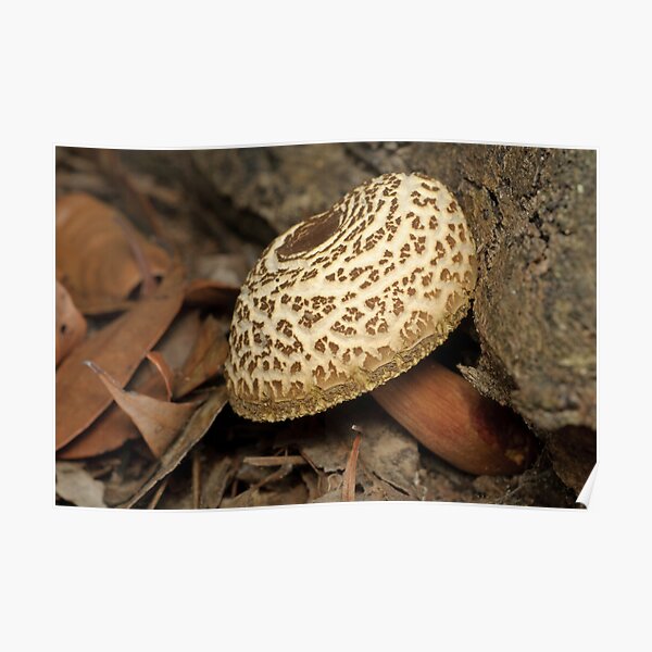 Mushroom Poster