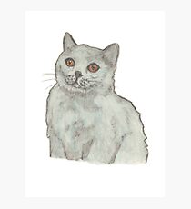 Russian blue cat watercolour pencil Photographic Print