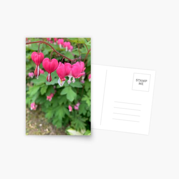 Item preview, Bleeding Hearts (Lamprocapnos spectabilis) designed and sold by rocketfoot7.
