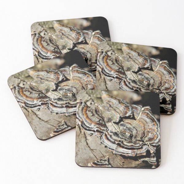 Item preview, Striped Shelf Fungi designed and sold by photosbyastra.