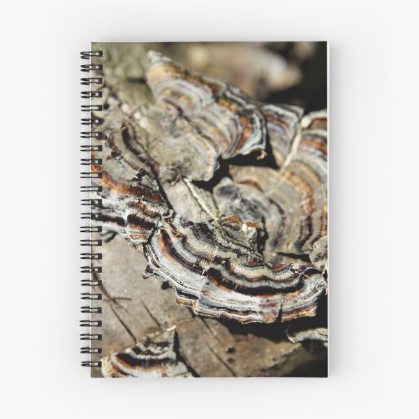 Item preview, Striped Shelf Fungi designed and sold by photosbyastra.