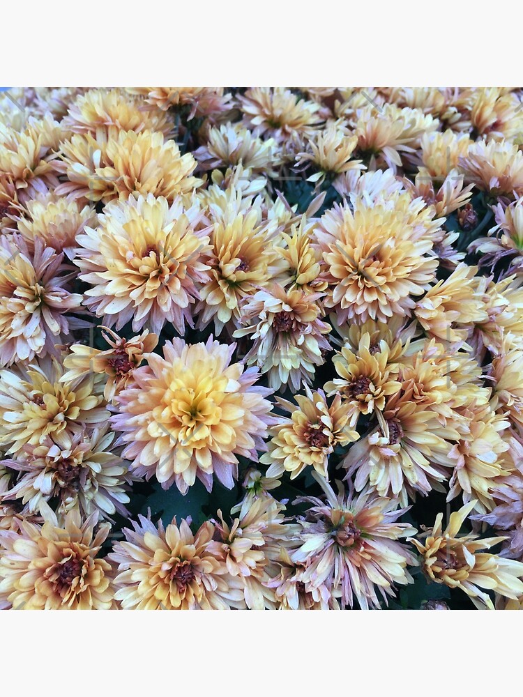 Gift for Gardener - Mumsified - Light Yellow and Pink Mums by OneDayArt