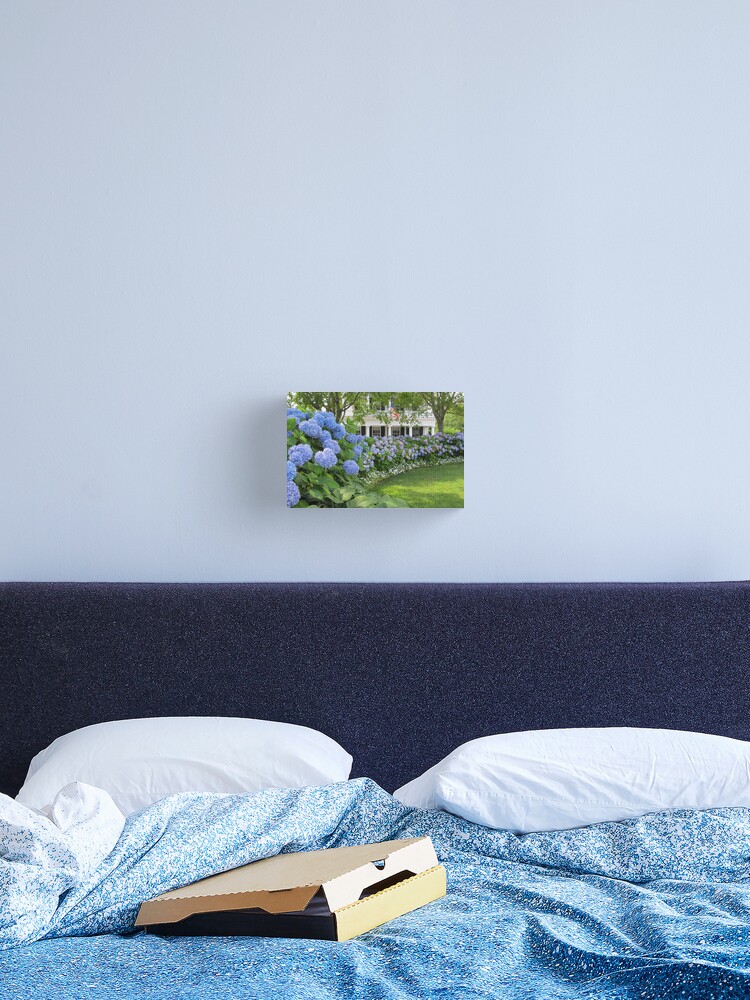 Martha's Vineyard Hydrangeas Canvas Print