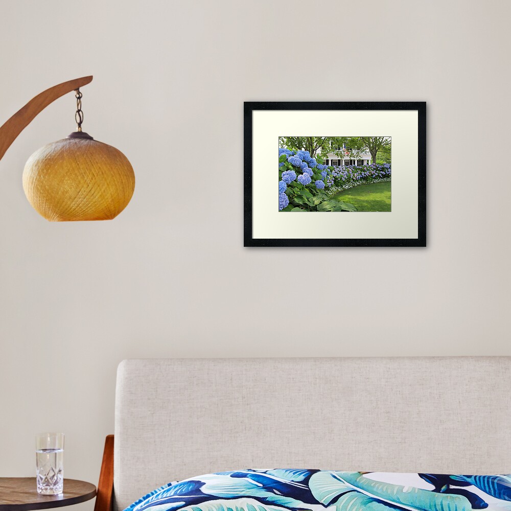Martha's Vineyard Hydrangeas Canvas Print