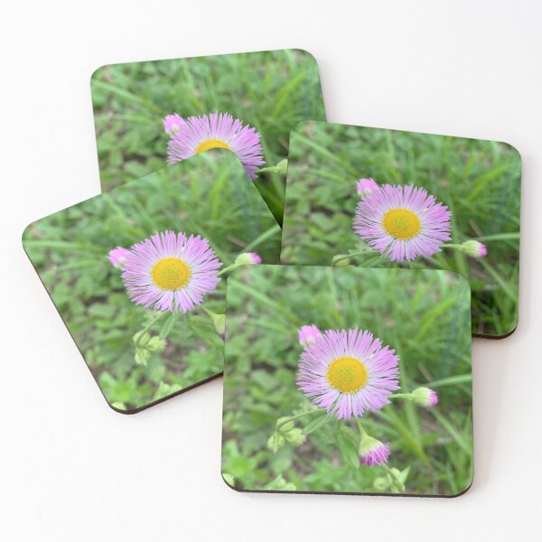 Item preview, Annual Fleabane (Erigeron annuus) designed and sold by rocketfoot7.
