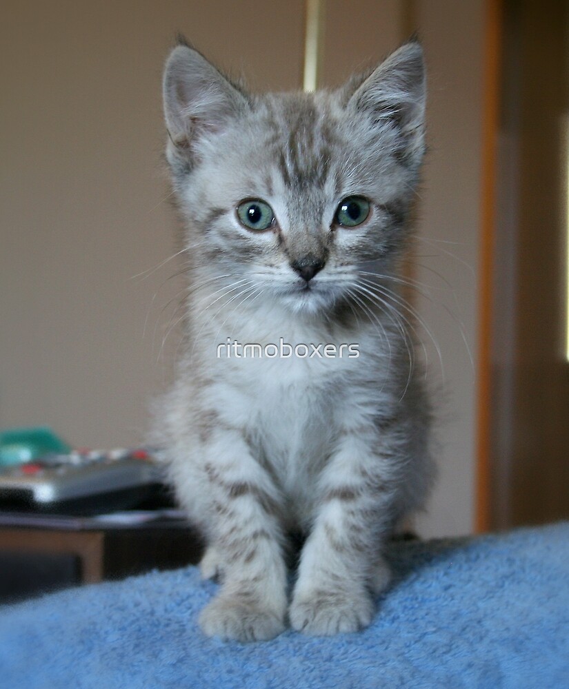 "Gray Tabby Kitten" by ritmoboxers Redbubble