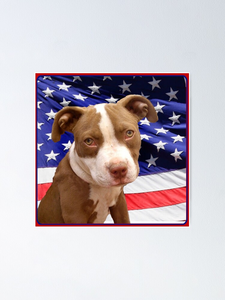 small american pitbull terrier small american pitbull terrier