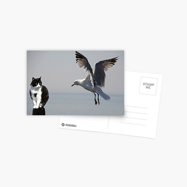 Item preview, Cat and Seagull, Portpatrick, Scotland designed and sold by simpsonvisuals.