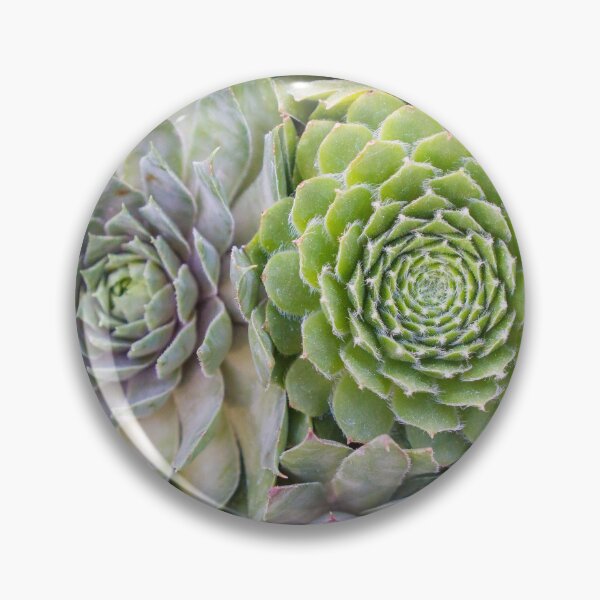 Item preview, Bountiful Succulents designed and sold by aprilbernphoto.