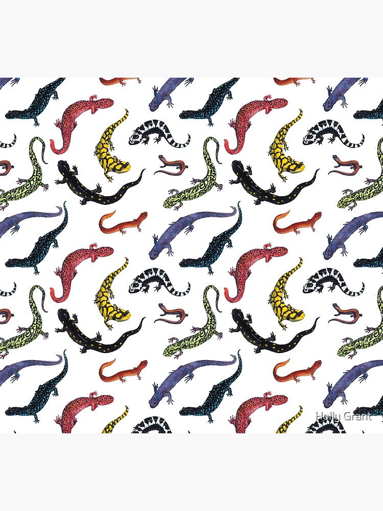 Salamanders | Socks