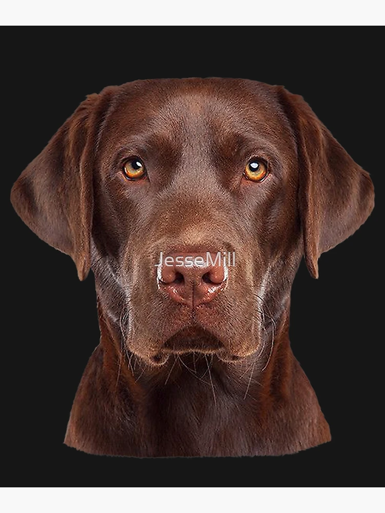 My chocolate lab best sale