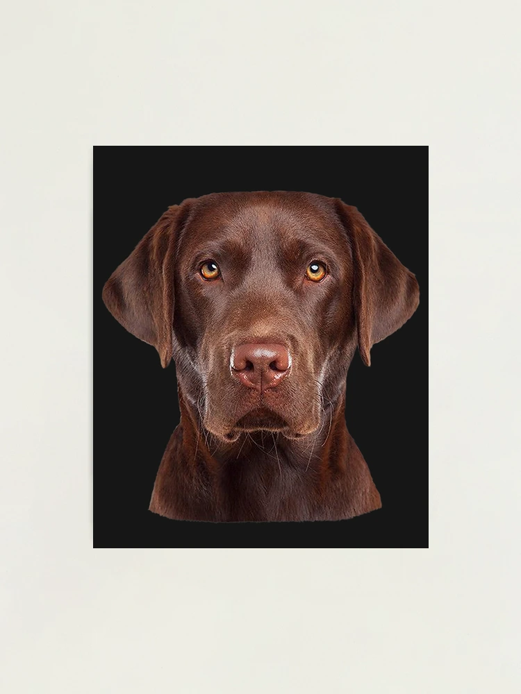 I love my Labrador Face my Chocolate Lab make me happy Photographic Print for Sale by JesseMill Redbubble