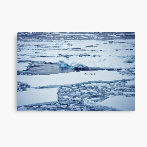 Penguins on Ice Pack Canvas Print