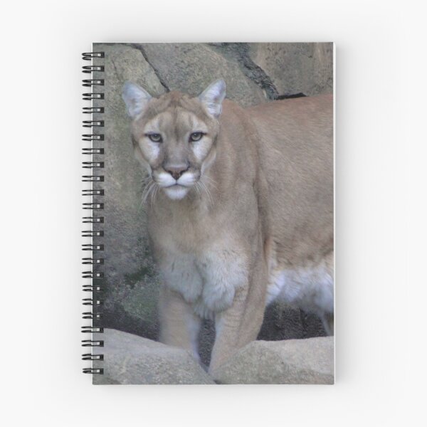 Item preview, Prowling Puma designed and sold by rocketfoot7.