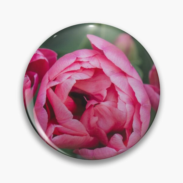 Item preview, Pink Tulip Trio designed and sold by aprilbernphoto.