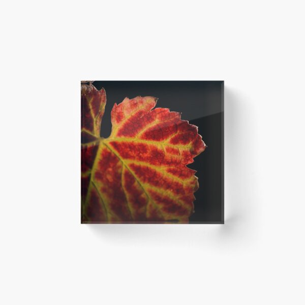 Item preview, Red leaf of gamay during fall season designed and sold by Gaël FONTAINE.