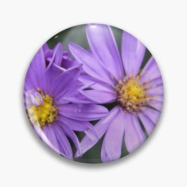 Item preview, A Daisy Duo designed and sold by coffeebean.