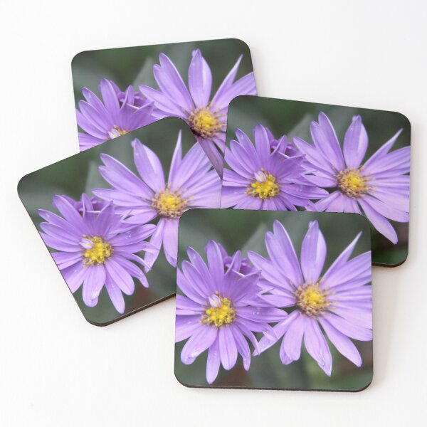Item preview, A Daisy Duo designed and sold by coffeebean.