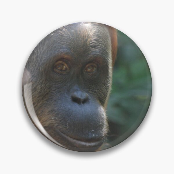 Item preview, Sumatran orangutan: female designed and sold by mollykaban.