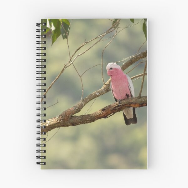 Item preview, Galah at Rest designed and sold by Jade Welch.