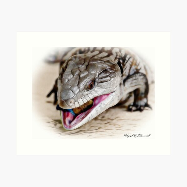 Item preview, Blue tongue lizard 55 designed and sold by kevin Chippindall.