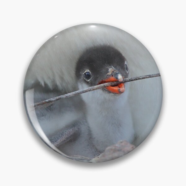 Item preview, Penguin - Gentoo Chick designed and sold by Carole-Anne.